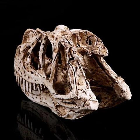 Statue Schädel Dinosaurier Ceratosaurus 11 cm