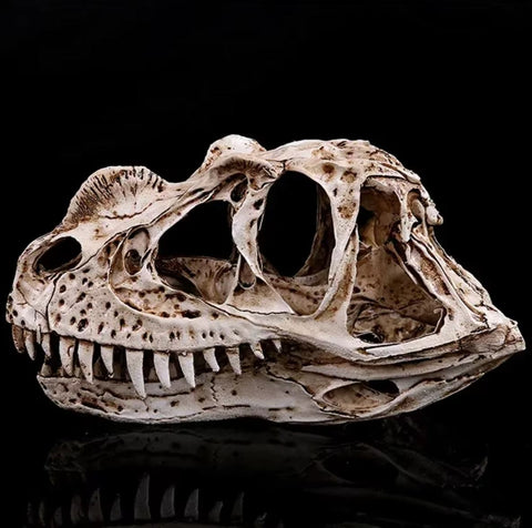 Statue Schädel Dinosaurier Ceratosaurus 11 cm