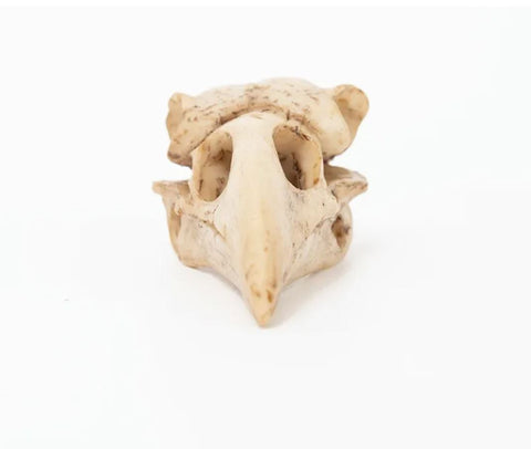 Vogelschädelstatue 4 cm