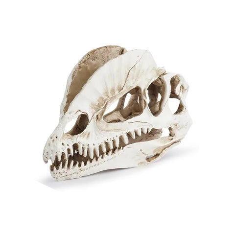 Statue Schädel Dinosaurier 12 cm