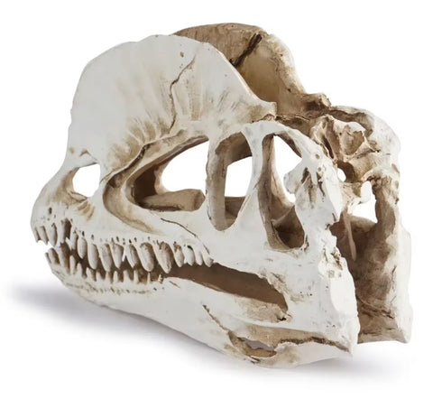 Statue Schädel Dinosaurier 12 cm