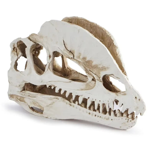Statue Schädel Dinosaurier 12 cm