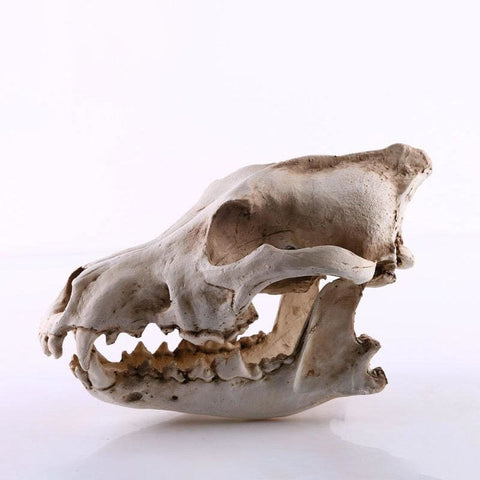 Totenkopfstatue<br> Tierschädel Hund / Wolf 14 cm