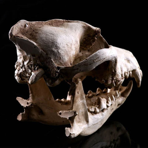 Totenkopfstatue<br> Tierschädel Hund / Wolf 14 cm