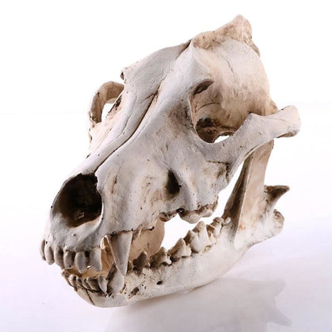 Totenkopfstatue<br> Tierschädel Hund / Wolf 14 cm