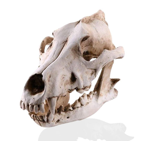 Totenkopfstatue<br> Tierschädel Hund / Wolf 14 cm